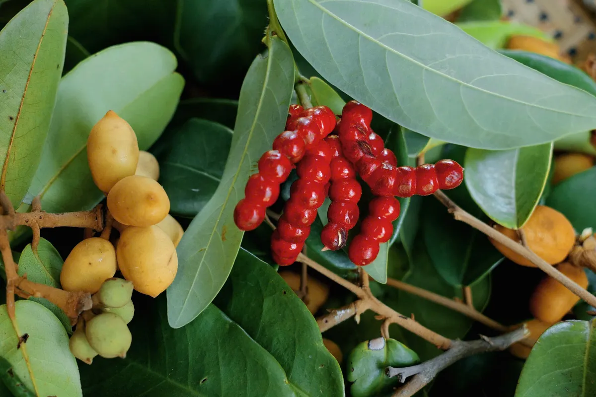Dú dẻ - Hương vị tuổi thơ miền duyên hải - Ảnh 1.