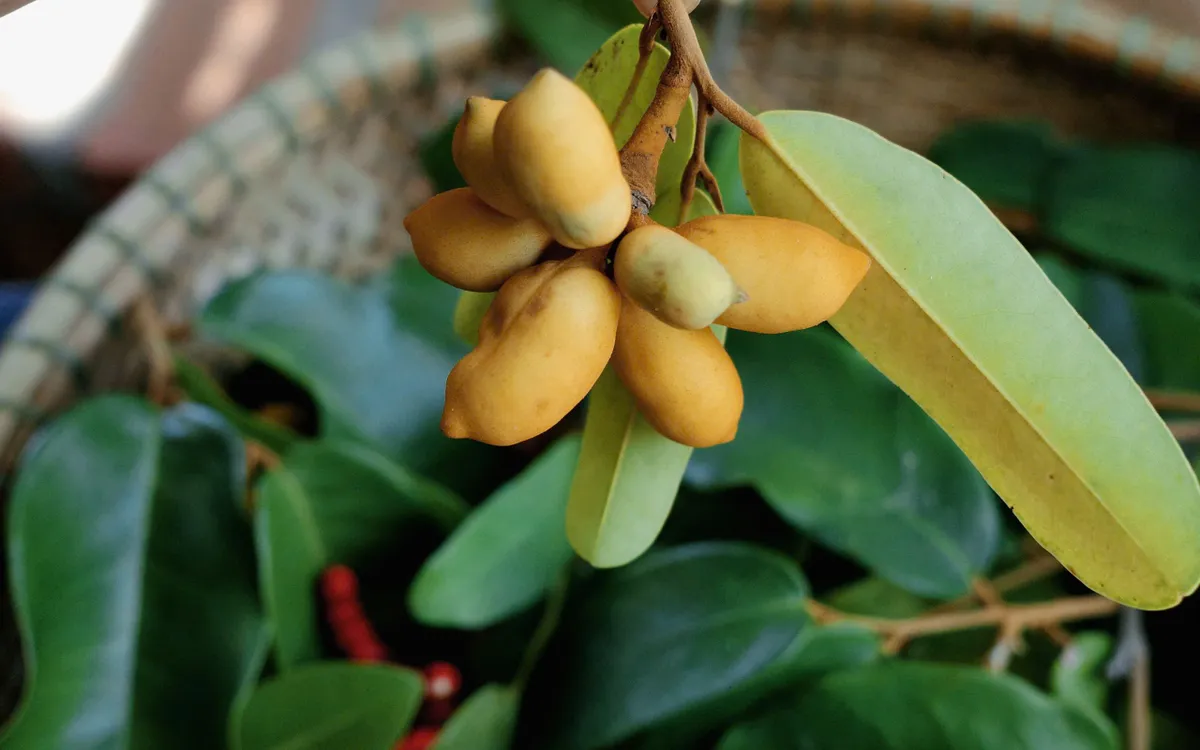 Dú dẻ - Hương vị tuổi thơ miền duyên hải. Ảnh: Quốc Bảo