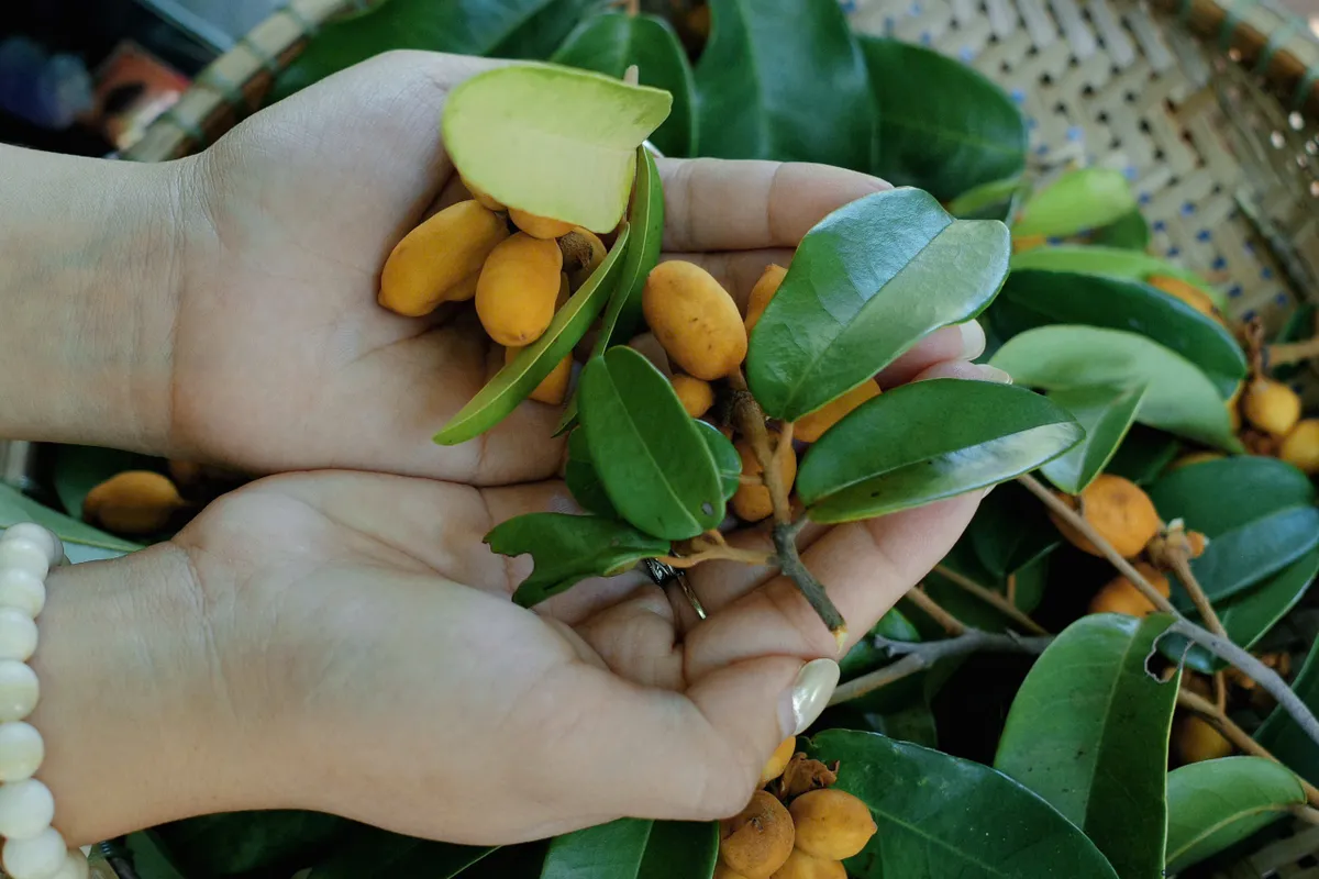 Dú dẻ - Hương vị tuổi thơ miền duyên hải - Ảnh 4.