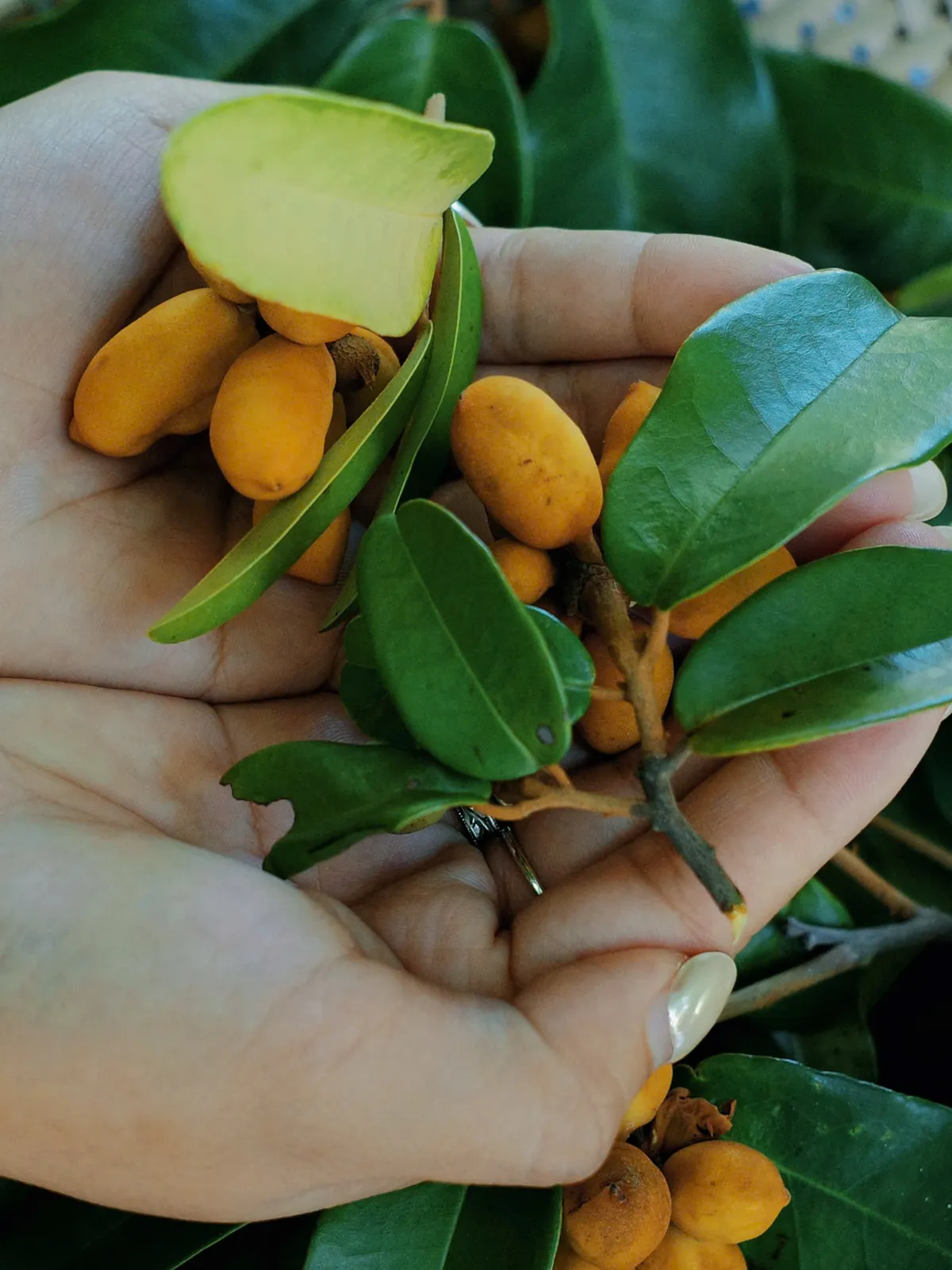 Dú dẻ - Hương vị tuổi thơ miền duyên hải - Ảnh 3.
