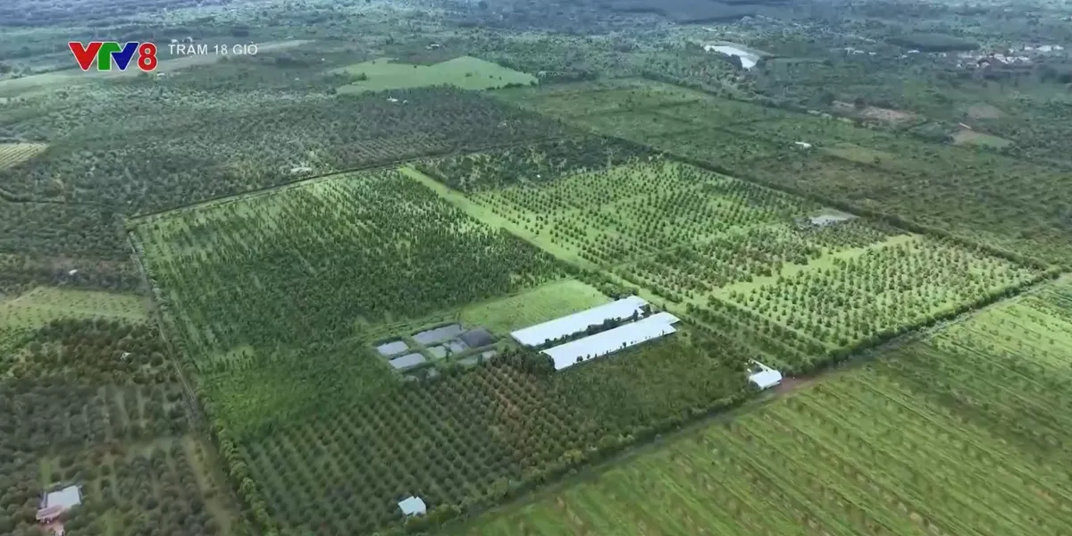 Họp báo Lễ hội Sầu riêng Đắk Lắk 2026- Ảnh 4. Họp báo Lễ hội Sầu riêng Đắk Lắk 2026- Ảnh 4.