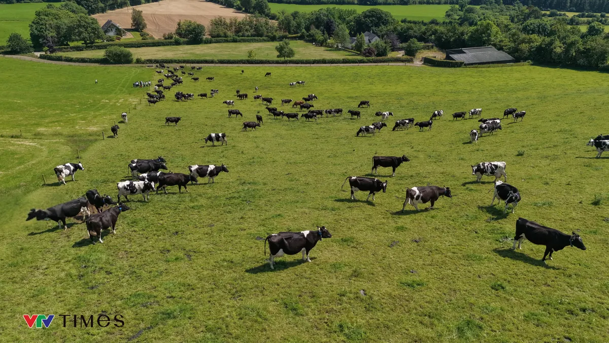 Từ đồng cỏ 5 thế hệ Ireland đến bàn ăn Việt: Sức hút của những giọt sữa “thuần tự nhiên” - Ảnh 1.
