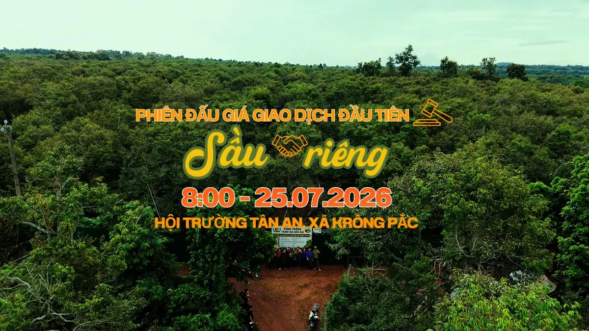 Đấu giá sầu riêng tại vườn: Nâng tầm giá trị nông sản Việt- Ảnh 3. Đấu giá sầu riêng tại vườn: Nâng tầm giá trị nông sản Việt- Ảnh 3.