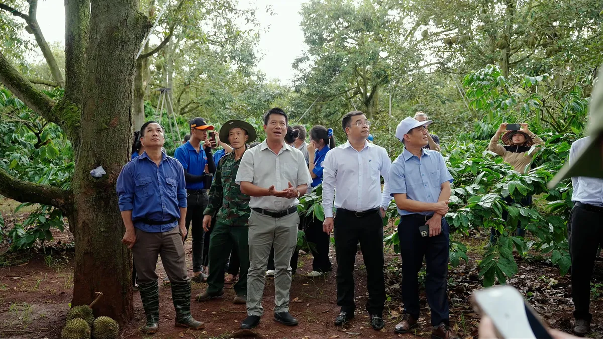 Đấu giá sầu riêng tại vườn: Nâng tầm giá trị nông sản Việt- Ảnh 1. Đấu giá sầu riêng tại vườn: Nâng tầm giá trị nông sản Việt- Ảnh 1.