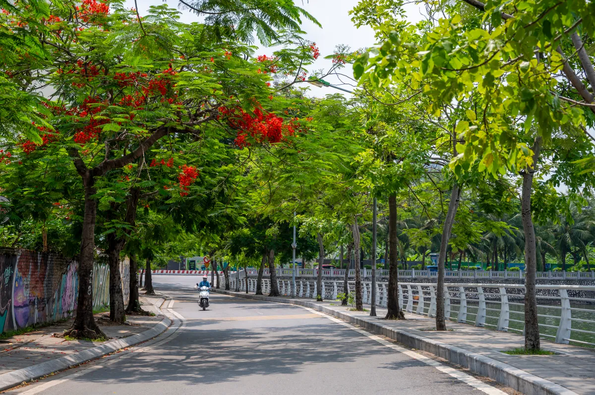 Cuộc đua t&igrave;m kiếm "si&ecirc;u c&acirc;y" chống đảo nhiệt đ&ocirc; thị - Ảnh 4.