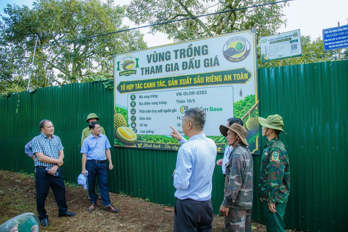Siết chặt quản lý, thị trường sầu riêng Đắk Lắk dần ổn định trước vụ thu hoạch - Ảnh 1.