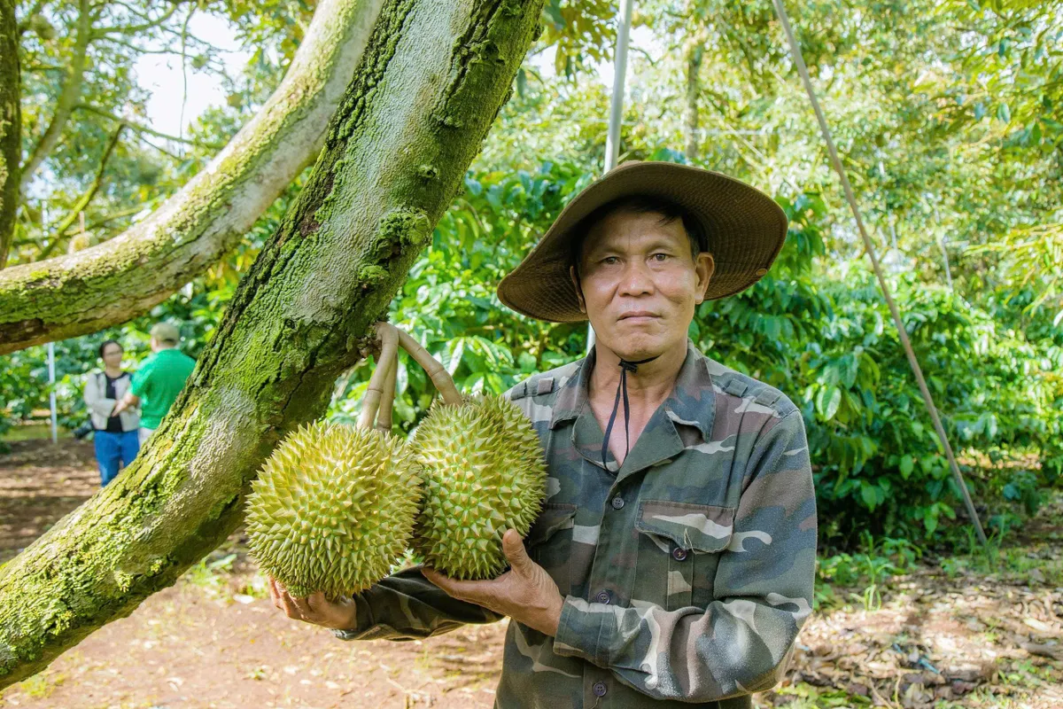 Siết chặt quản lý, thị trường sầu riêng Đắk Lắk dần ổn định trước vụ thu hoạch - Ảnh 2.