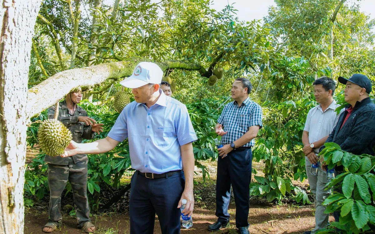 Vườn sầu riêng của người dân chuẩn bị bước vào vụ thu hoạch.