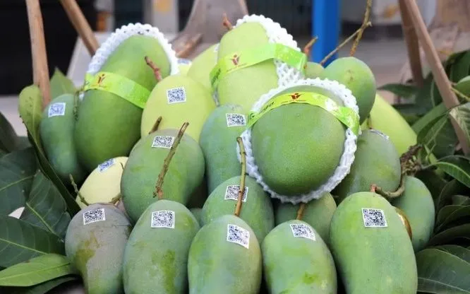 Xo&agrave;i tượng da xanh An Giang xuất sang thị trường Hoa Kỳ. (Ảnh: Thanh Sang/TTXVN)