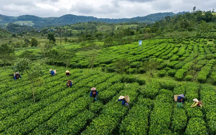 Vùng nguyên liệu chè Kon Plông được phát triển theo chuỗi liên kết giữa Hợp tác xã Chè sạch Đông Trường Sơn và các hộ dân, tạo nền tảng kiểm soát chất lượng, truy xuất nguồn gốc và xây dựng thương hiệu. Ảnh: Bộ KH&CN
