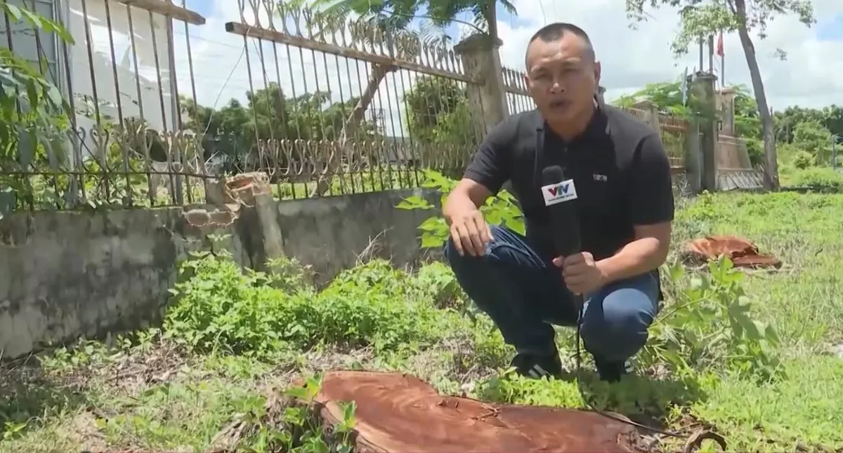 Quản l&yacute; t&agrave;i sản c&ocirc;ng sau s&aacute;p nhập: Nh&igrave;n từ h&agrave;ng c&acirc;y bị cưa hạ tại Gia Lai- Ảnh 4.