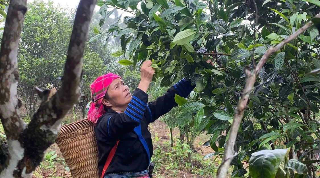 Giữ g&igrave;n văn h&oacute;a từ những lớp học dưới t&aacute;n ch&egrave; Shan tuyết L&agrave;o Cai  - Ảnh 1.