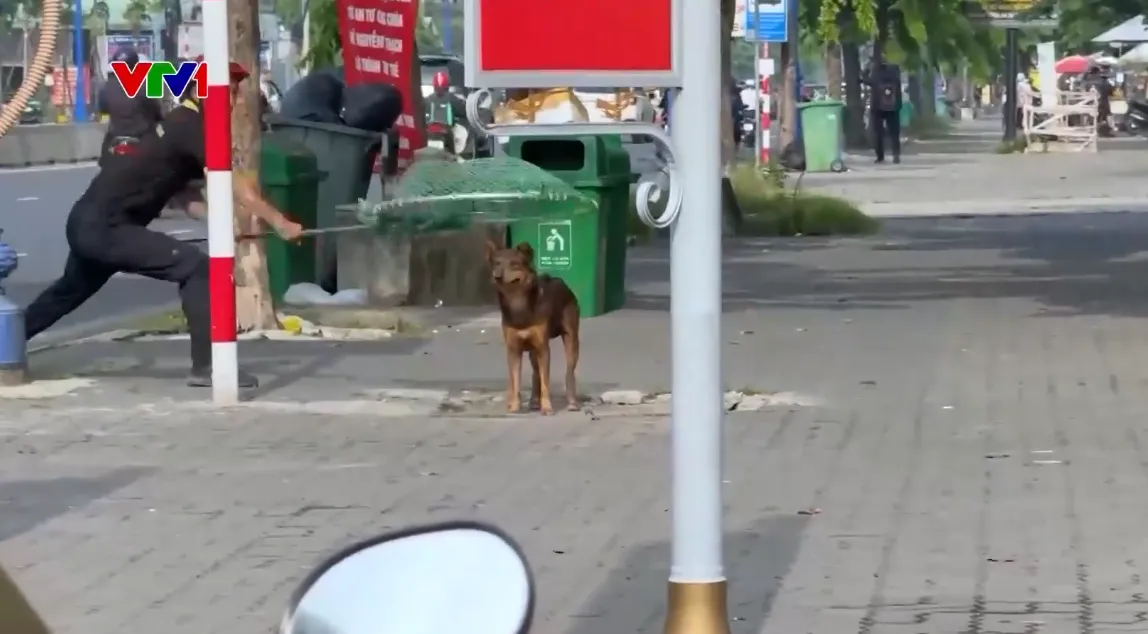 TP Hồ Ch&iacute; Minh siết chặt quản l&yacute; ch&oacute; thả r&ocirc;ng, tăng ph&ograve;ng, chống bệnh dại - Ảnh 1.