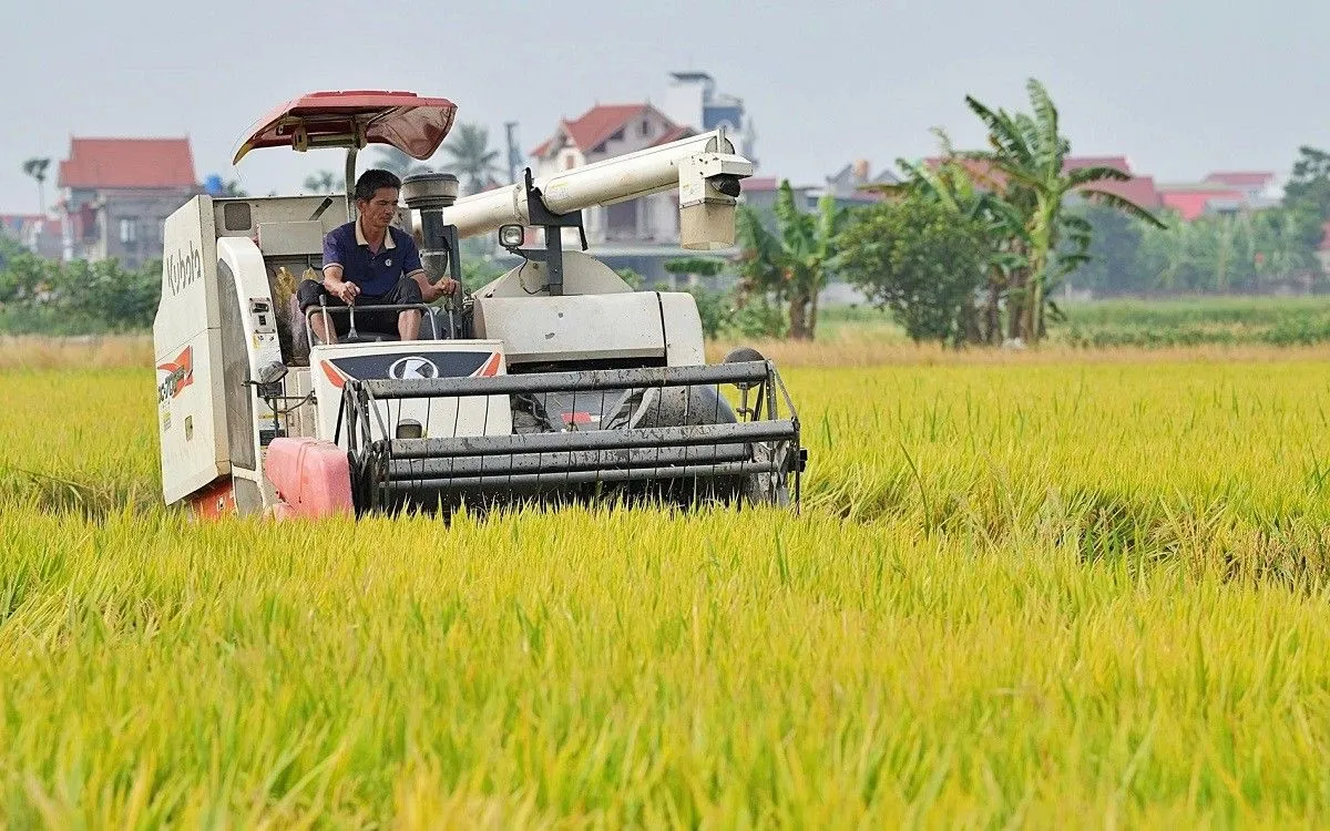 Đề xuất minh bạch cơ chế chỉ định thương nhân xuất khẩu gạo - Ảnh: Đỗ Hương/VGP