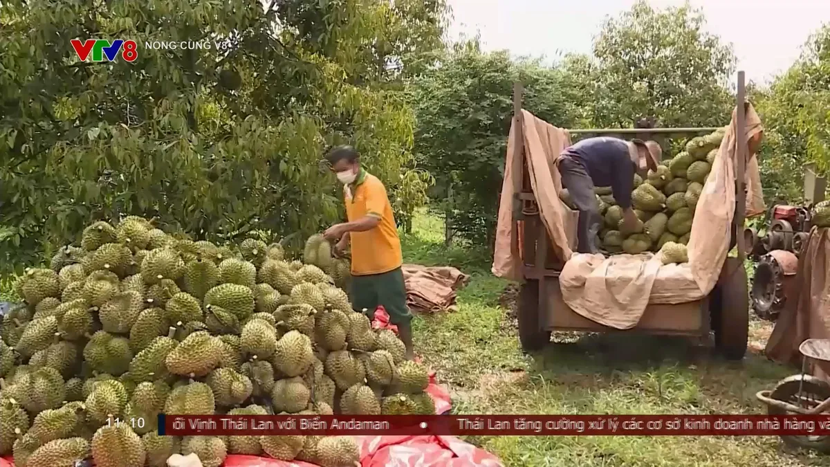 Cảnh báo tình trạng "bảo kê" trong mùa thu hoạch sầu riêng- Ảnh 5. Cảnh báo tình trạng "bảo kê" trong mùa thu hoạch sầu riêng- Ảnh 5.