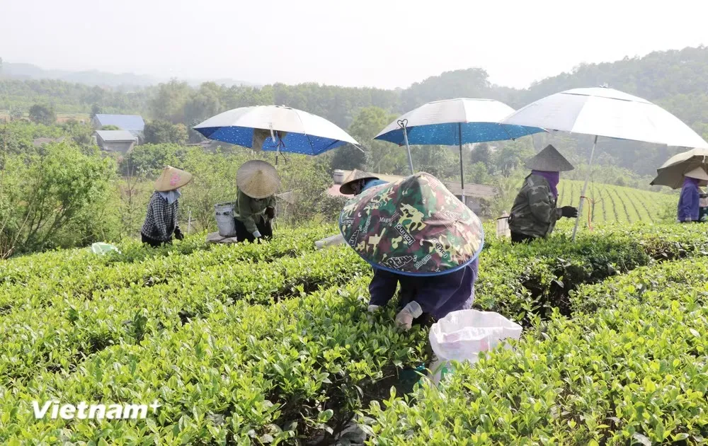 Chuyển đổi số nâng tầm giá trị ngành chè Thái Nguyên - Ảnh 1.