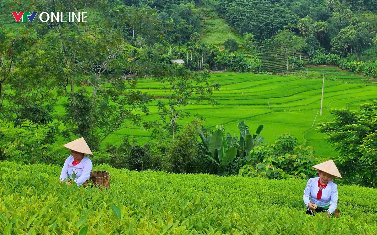 Xã Long Cốc có tổng diện tích chè hơn 1.200 ha. Ảnh: Thu Hường
