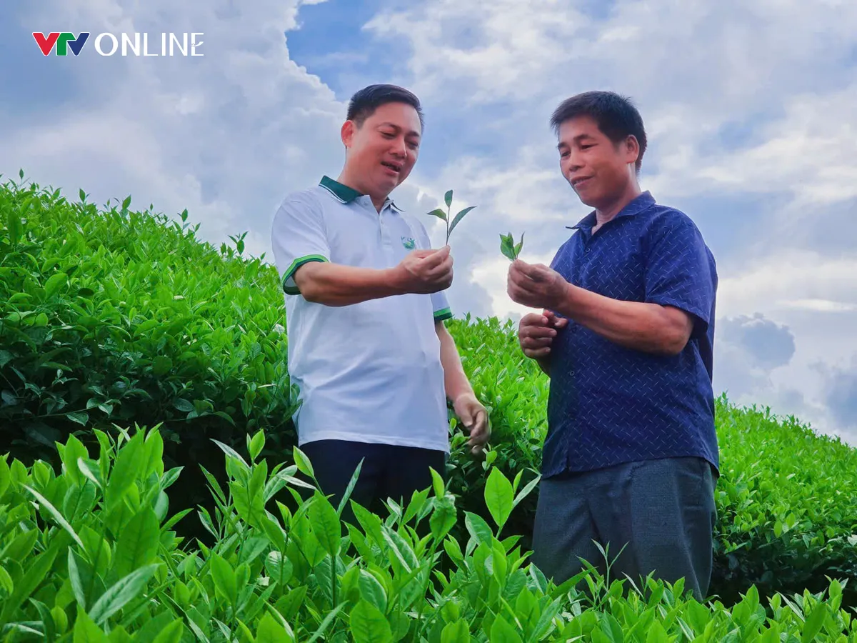 Phú Thọ: Khẳng định giá trị thương hiệu cây chè Đất tổ - Ảnh 3.