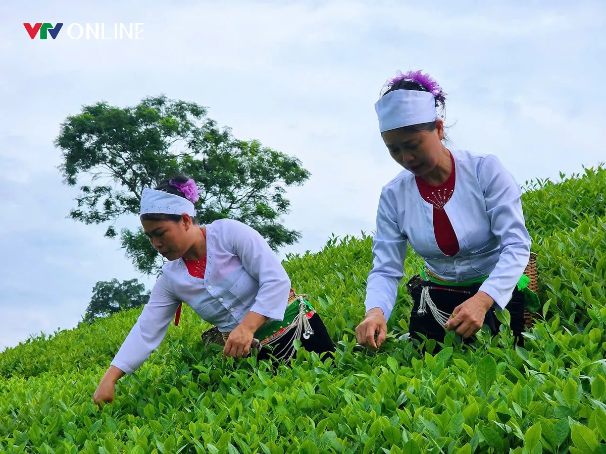 Phú Thọ: Khẳng định giá trị thương hiệu cây chè Đất tổ - Ảnh 1.