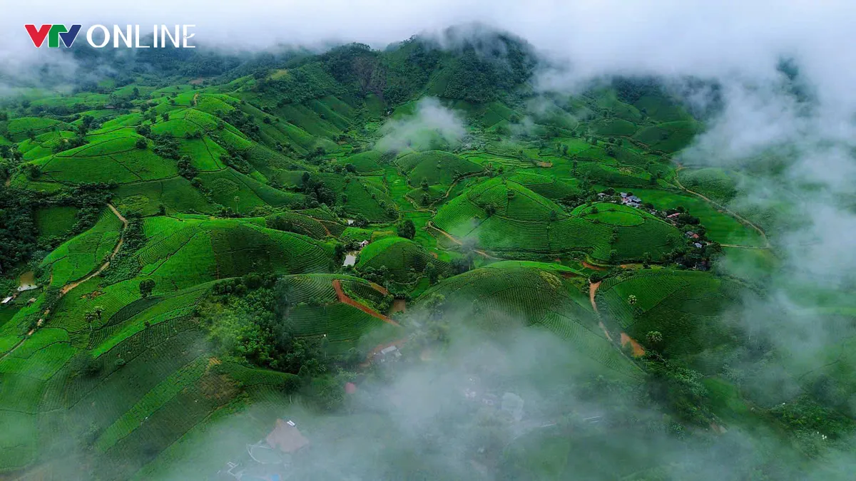Phú Thọ: Khẳng định giá trị thương hiệu cây chè Đất tổ - Ảnh 2.