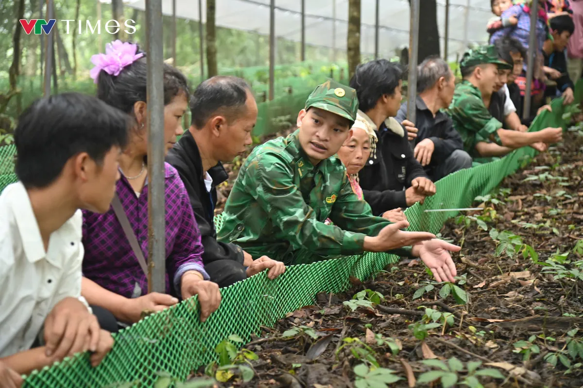 Phát triển Sâm Lai Châu: Giữ rừng, tạo sinh kế, bảo vệ biên giới - Ảnh 2.