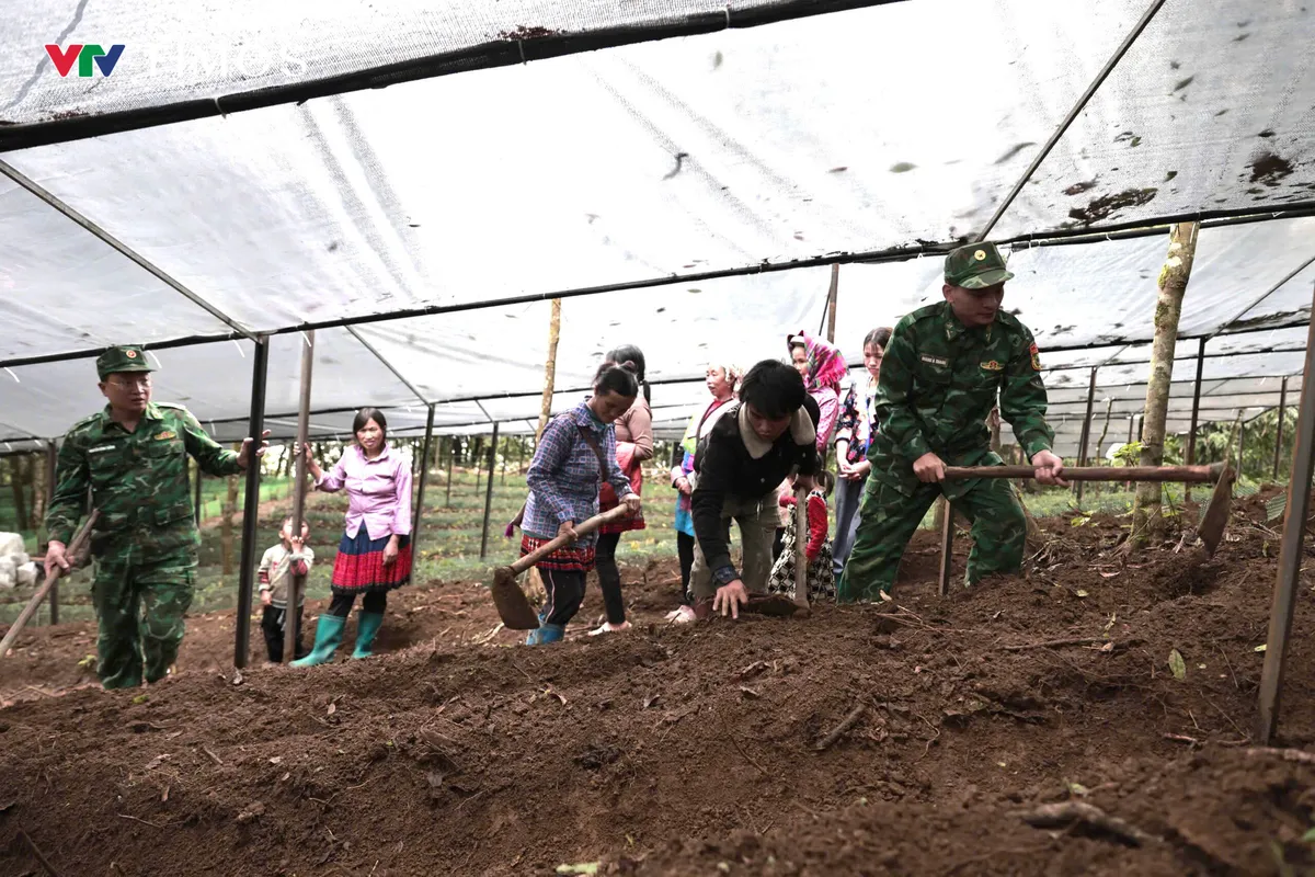 Phát triển Sâm Lai Châu: Giữ rừng, tạo sinh kế, bảo vệ biên giới - Ảnh 7.