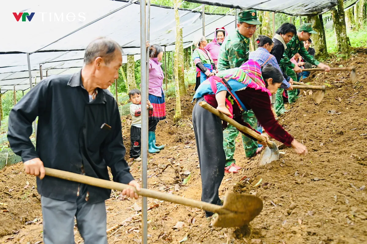 Phát triển Sâm Lai Châu: Giữ rừng, tạo sinh kế, bảo vệ biên giới - Ảnh 6.