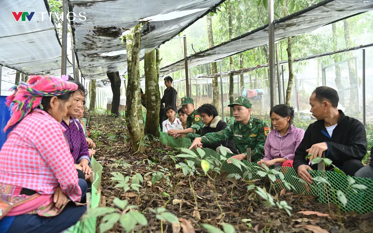Sâm Lai Châu được trồng dưới tán rừng, vừa khai thác giá trị kinh tế của cây dược liệu, vừa góp phần nâng cao hiệu quả bảo vệ rừng. Ảnh: Đức Duẩn