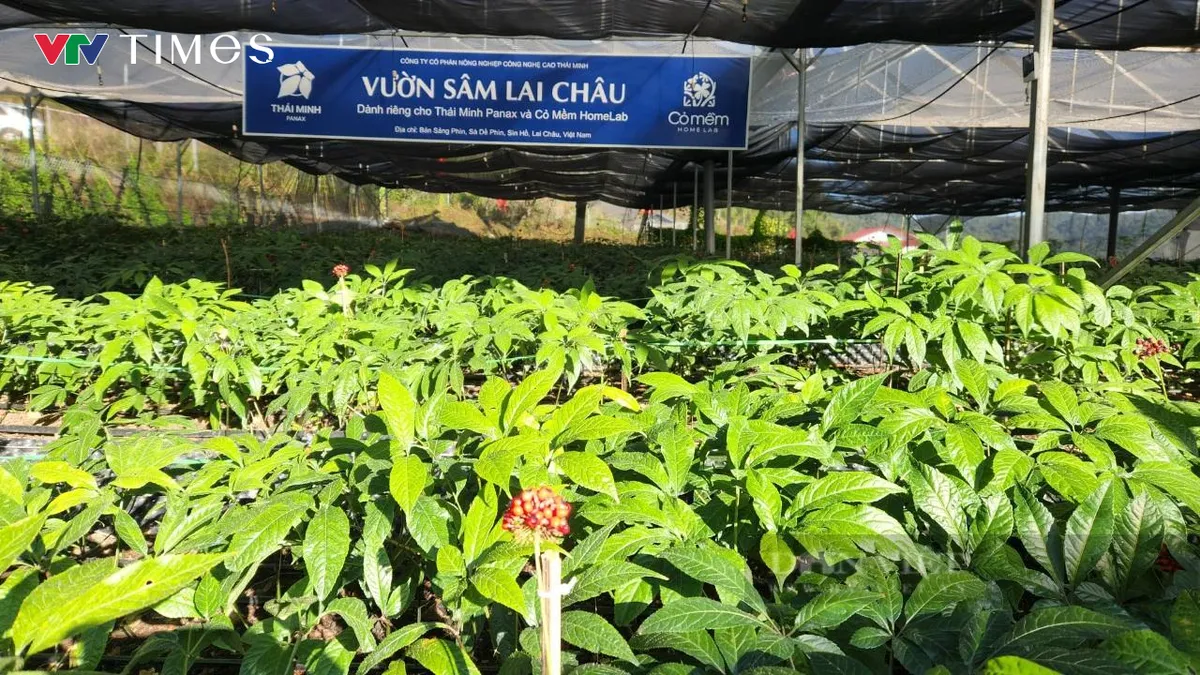 Phát triển Sâm Lai Châu: Giữ rừng, tạo sinh kế, bảo vệ biên giới - Ảnh 10.