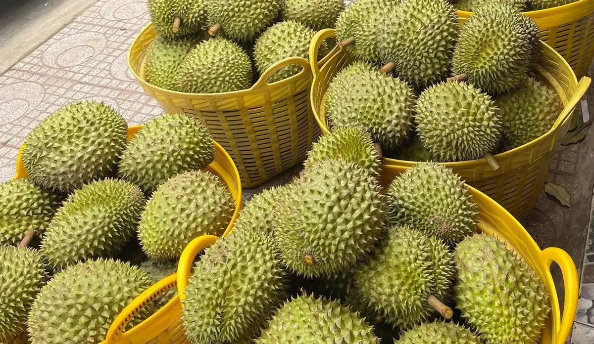 Sầu riêng Việt cần những vùng trồng minh bạch - Ảnh 2.