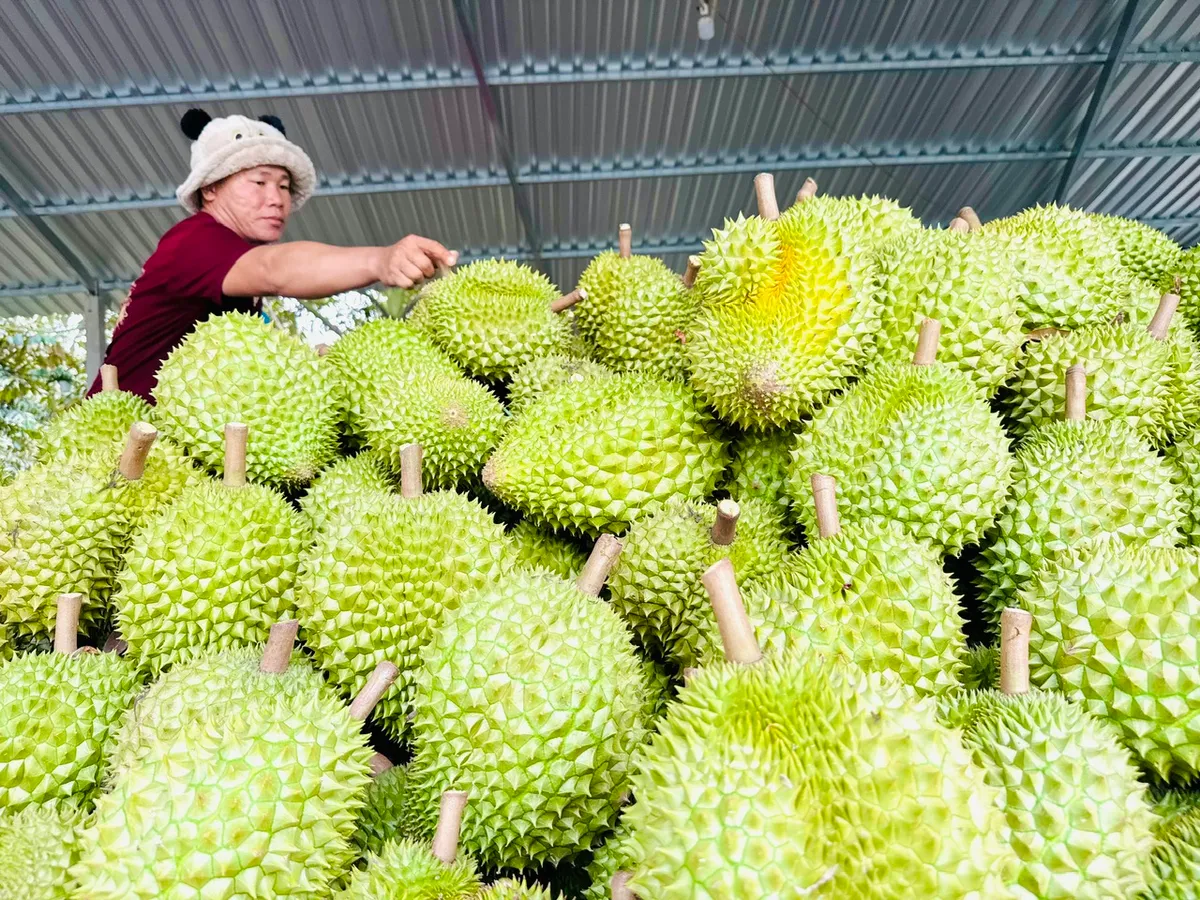 Sầu riêng Việt cần những vùng trồng minh bạch - Ảnh 1.