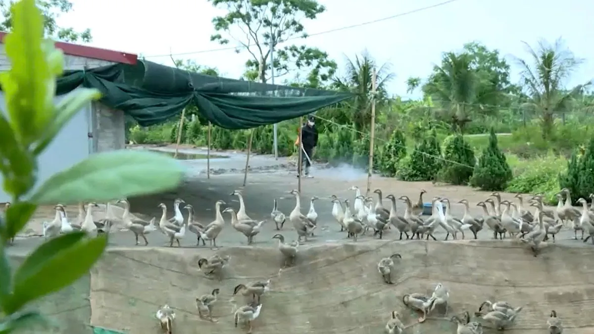 Ninh Bình chủ động giữ an toàn đàn vật nuôi trước nguy cơ dịch chồng dịch - Ảnh 2.