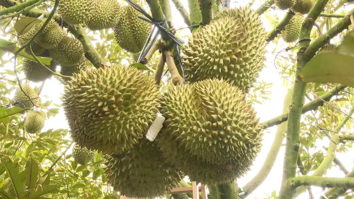 Chuyển đổi vật tư hướng tới canh tác bền vững- Ảnh 5. Chuyển đổi vật tư hướng tới canh tác bền vững- Ảnh 5.