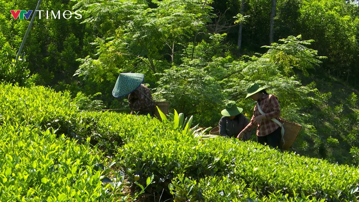 Chè Bình Sơn: Nâng giá trị từ vùng nguyên liệu - Ảnh 5.
