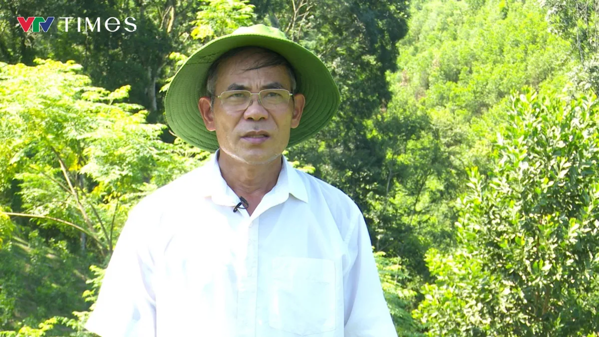 Chè Bình Sơn: Nâng giá trị từ vùng nguyên liệu - Ảnh 2.