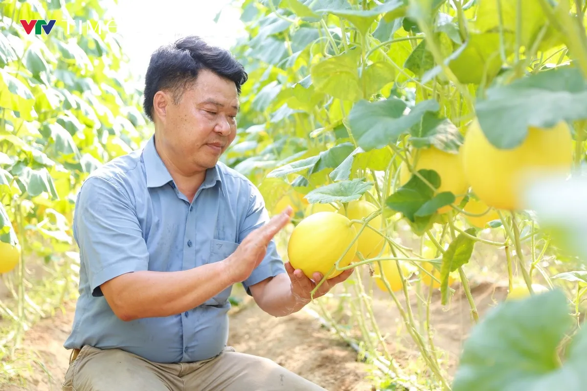 Dưa Kim Hoàng Hậu: Từ thử nghiệm đến sản xuất nông nghiệp công nghệ cao - Ảnh 1.