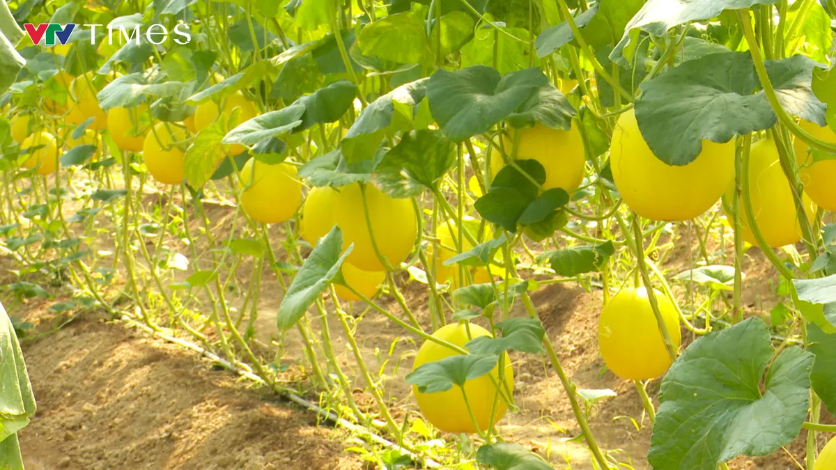 Dưa Kim Hoàng Hậu: Từ thử nghiệm đến sản xuất nông nghiệp công nghệ cao - Ảnh 4.