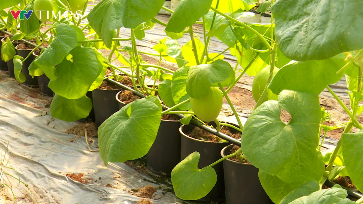 Dưa Kim Hoàng Hậu: Từ thử nghiệm đến sản xuất nông nghiệp công nghệ cao - Ảnh 2.