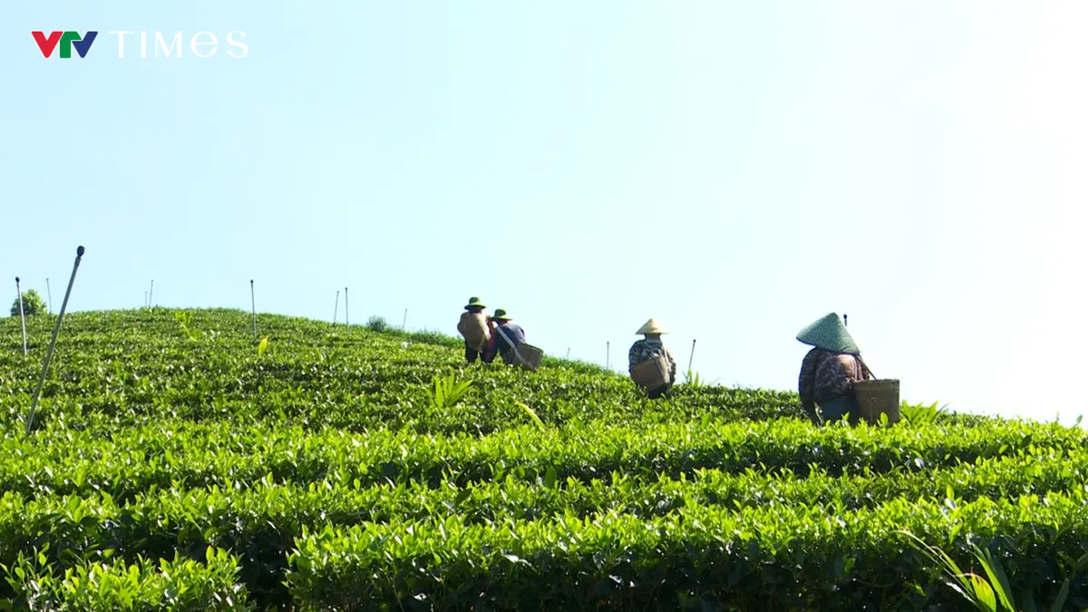 Chè Bình Sơn: Nâng giá trị từ vùng nguyên liệu - Ảnh 3.
