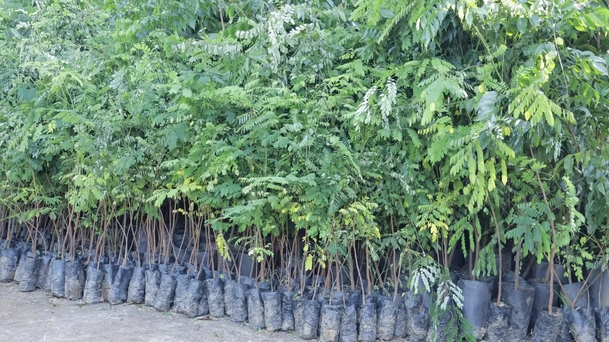 Tuổi trẻ chung tay "góp cây gây rừng", phủ xanh Buôn Đôn, hỗ trợ bảo tồn voi - Ảnh 1.