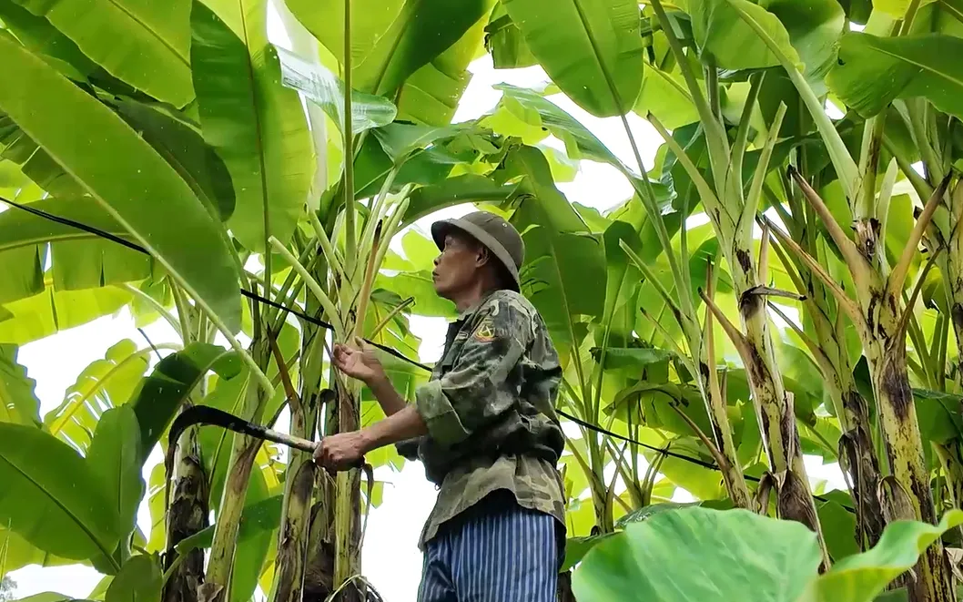 Ông Đặng Hà Vẻ (Tuyên Quang) chăm sóc vườn cây sau khi chấp hành xong án phạt tù. (ảnh: Công an Tuyên Quang)