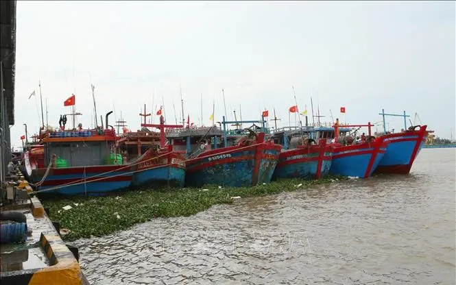 Tàu thuyền neo đậu tại Cảng cá Ninh Cơ, xã Hải Thịnh, tỉnh Ninh Bình để tránh trú bão số 4. Ảnh minh họa: Công Luật/TTXVN