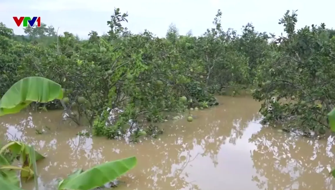 Hơn 17.200 ha lúa ngập, hàng nghìn gia súc và gia cầm chết do mưa lũ - Ảnh 1.