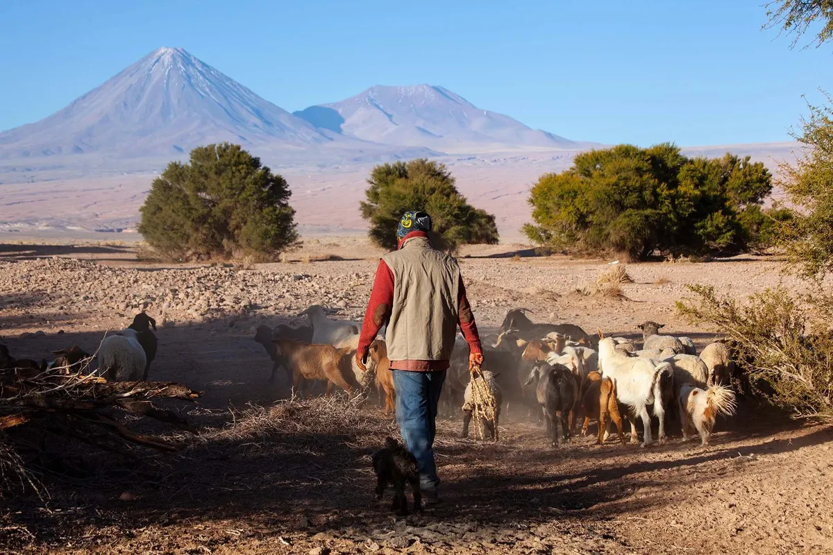 Coyo - Một nhịp sống khác giữa sa mạc Atacama - Ảnh 1.
