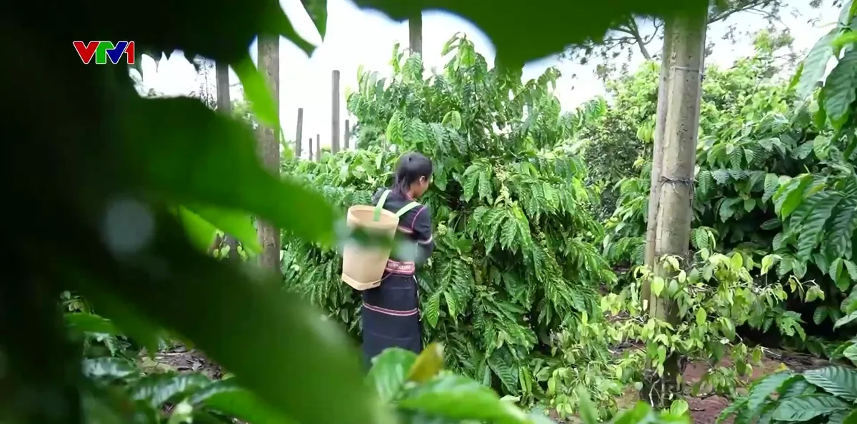 Câu chuyện của các cầu thủ phía sau Chung kết Giải Bóng đá nữ các dân tộc thiểu số VTV Cup- Ảnh 5.