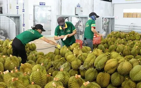 Doanh nghiệp thu mua sầu riêng đủ tiêu chuẩn xuất khẩu sang Trung Quốc. Ảnh: TTXVN