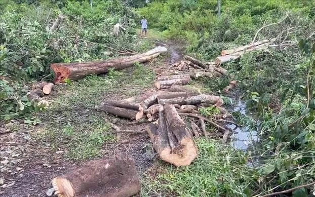 Hiện trường nơi xảy ra vụ tai nạn khiến anh Nguyễn Văn Kiệt tử vong trong lúc cưa cây dọn dẹp vườn. Ảnh: Đậu Tất Thành/TTXVN