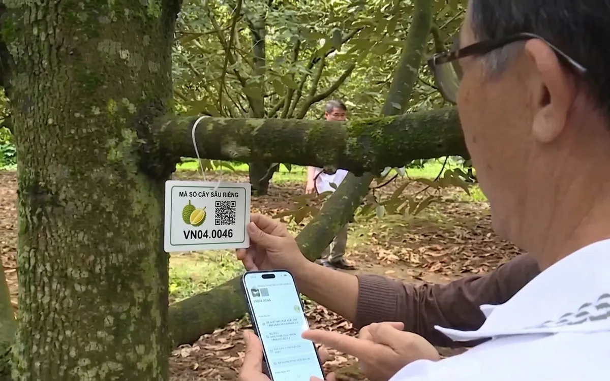 Cần chủ đất đồng ý khi đề nghị cấp mã số vùng trồng - Ảnh cắt từ clip
