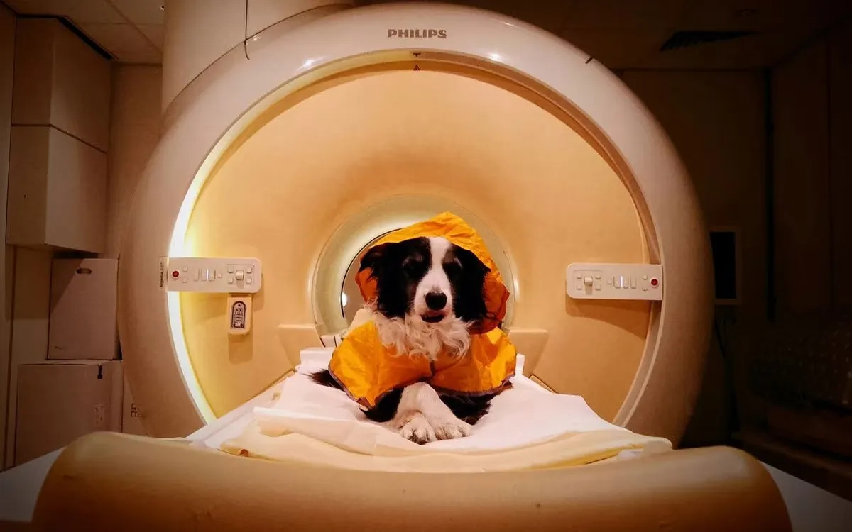 Những chú chó được chụp fMRI khi quan sát các biểu cảm khác nhau trên khuôn mặt người. Ảnh: Laura V. Cuaya