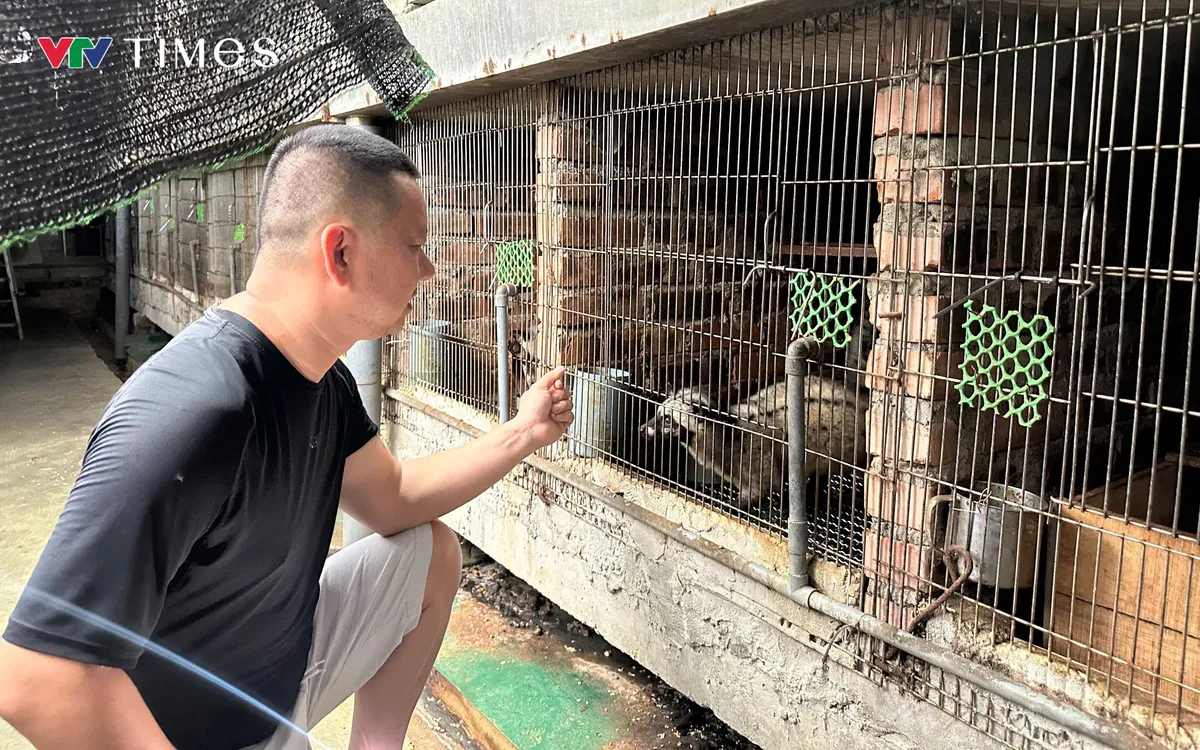 Mỗi con được nuôi trong ô chuồng riêng để thuận tiện theo dõi sức khỏe, sinh trưởng và khả năng sinh sản. Ảnh: Ngọc Anh